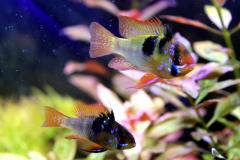 Mikrogeophagus ramirezi  coppia - Autore Scheccia