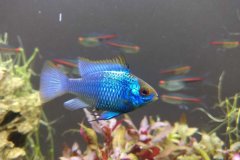 Mikrogeophagus ramirezi electric blu maschio -Autore Pisu