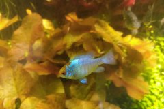 Mikrogeophagus ramirezi electric blu femmina -Autore Pisu