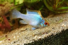 Mikrogeophagus ramirezi electric blu femmina -Autore supersix