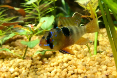 Mikrogeophagus ramirezi femmina -Autore Alessandroge