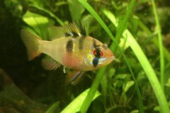 Mikrogeophagus ramirezi femmina - Autore Emix