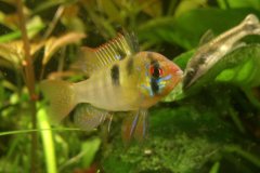 Mikrogeophagus ramirezi -  Autore Emix