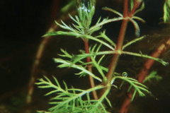 Myriophyllum brasiliensis - Autore: Elisabeth