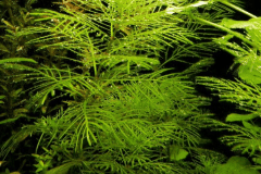 Myriophyllum mattogrossense - Autore: FrancescoFabbri