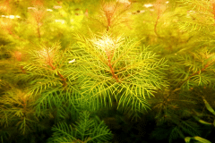 Myriophyllum mattogrossense - Autore:  Nacks89