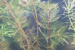 Myriophyllum spicatum - Autore: cqflf