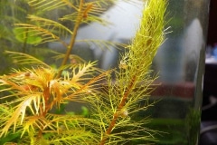 Myriophyllum mattogrossense -