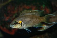 Neolamprologus brichardi - Autore: Giueli