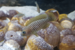 Neolamprologus multifasciatus - Autore:  sennheiser81