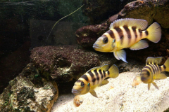 neolamprologus sexfasciatus - Autore: Uthopya