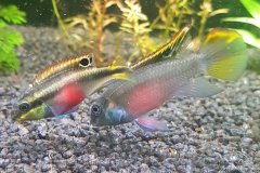 Pelvicachromis pulcher