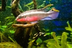 Pelvicachromis pulcher - autore Albe695