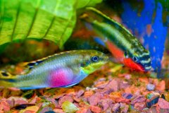 Pelvicachromis pulcher - autore Albe695