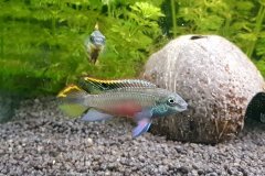 Pelvicachromis pulcher - autore Karin3