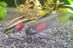 Pelvicachromis pulcher - autore Karin3