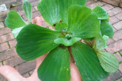 Pistia stratiotes - Autore: Luca.s