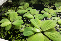 Pistia stratiotes - Autore: Matty