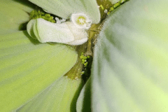 Pistia stratiotes in fiore - Autore: Giovanii