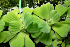 Pistia stratiotes - Autore: mike79