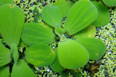 Pistia stratiotes - Autore: dandano