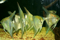 Pterophyllum scalare -Autore: Adriano63