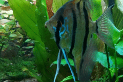 Pterophyllum scalare Rio Nanay - Autore: merk