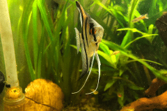 Pterophyllum scalare -Autore: Benjo