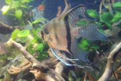 Pterophyllum scalare -Autore: Tito87