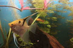 Pterophyllum scalare -Autore: tobebarbera