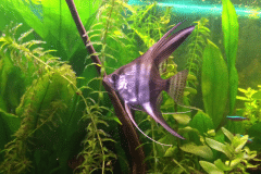 Pterophyllum scalare -Autore: Uguccione