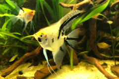 Pterophyllum scalare -Autore: Benjo