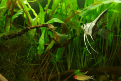 Pterophyllum scalare -Autore: Elio599