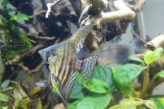 Pterophyllum scalare -Autore: Tito87