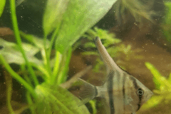 Pterophyllum scalare  Manacapuru - Autore: Nacks89