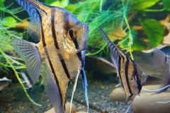 Pterophyllum scalare Rio Nanay - Autore: Macco