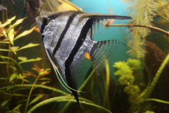 Pterophyllum scalare -Autore: tobebarbera