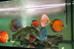 Discus Blu diamond, RT,  Red Melon, Pigeon, Marlboro - autore Macco