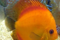 Discus red melon - autore Scheccia