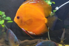 Discus solid red stendker - autore Scheccia