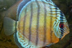 Discus Royal Green wild - autore Adriano63