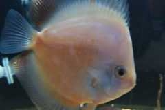 Discus white - autore Scheccia