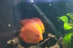 Discus solid red stendker - autore Scheccia