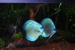 Discus coppia Blue Diamond - autore Adriano63