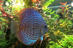 Discus Leopard - autore jlpzeta