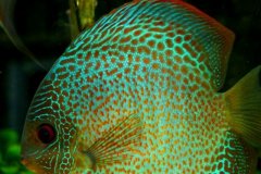 Discus leopard- autore Adriano63