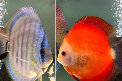 Discus RT - Red Melon - autore Macco