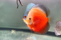 Discus Red Melon - autore Macco