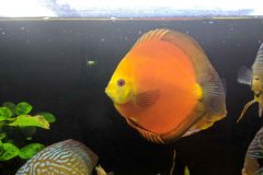 Discus red melon - autore Scheccia