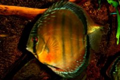 Discus RioMadeira wild - autore Adriano63